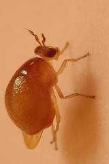 Celyphus difficilis