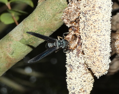 Synoeca ilheensis