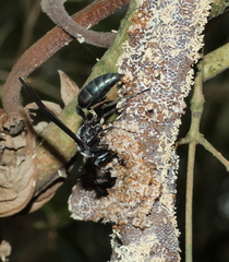 Synoeca ilheensis