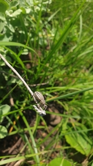 Bronchus subvittatus