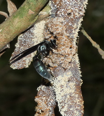 Synoeca ilheensis