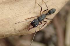 Harpegnathos venator