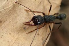 Harpegnathos venator