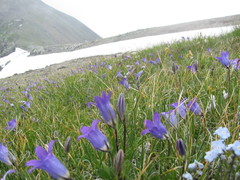 Campanula ciliata
