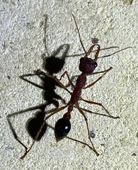 Myrmecia analis