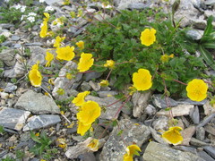 Potentilla gelida