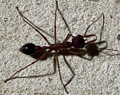 Myrmecia analis