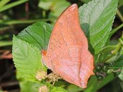Charaxes aristogiton