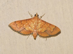 Orphanostigma abruptalis