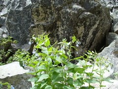 Mertensia paniculata