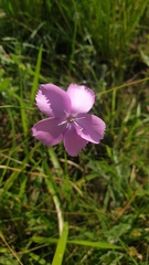 Dianthus zeyheri