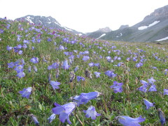Campanula tridentata
