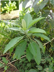 Iochroma arborescens