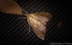 Lamprophaia albifimbrialis
