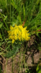 Leobordea foliosa
