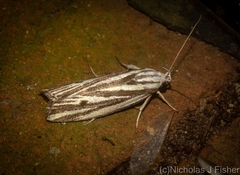 Xylorycta austera