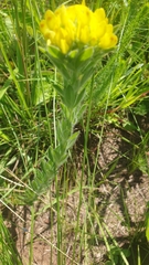 Leobordea foliosa