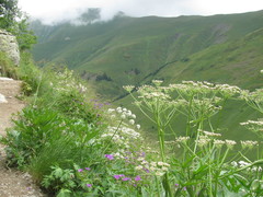 Heracleum freynianum