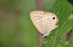 Nacaduba pactolus
