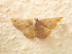 Parilexia cermala