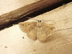 Parilexia cermala