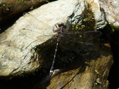 Gomphomacromia fallax