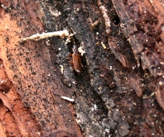 Dendrophagus crenatus
