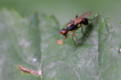Nemopoda nitidula