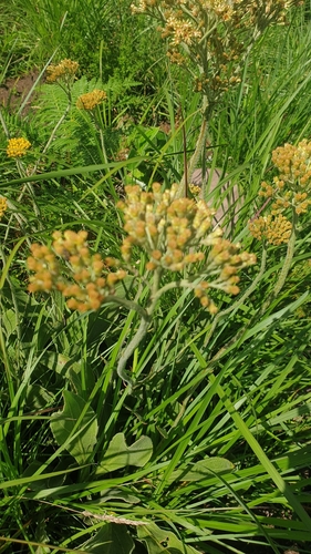 Image of Helichrysum acutatum by (c) Aaliyah Motala, some rights reserved (CC BY-SA)