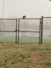 Sciurus niger