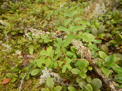 Spiraea beauverdiana