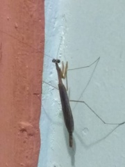 Musonia remota