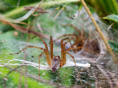 Allagelena gracilens