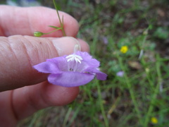 Agalinis strictifolia