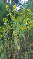 Verbesina alternifolia