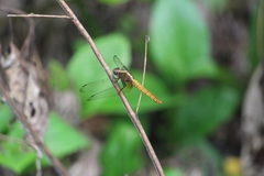 Orthetrum chrysis