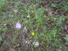 Agalinis strictifolia