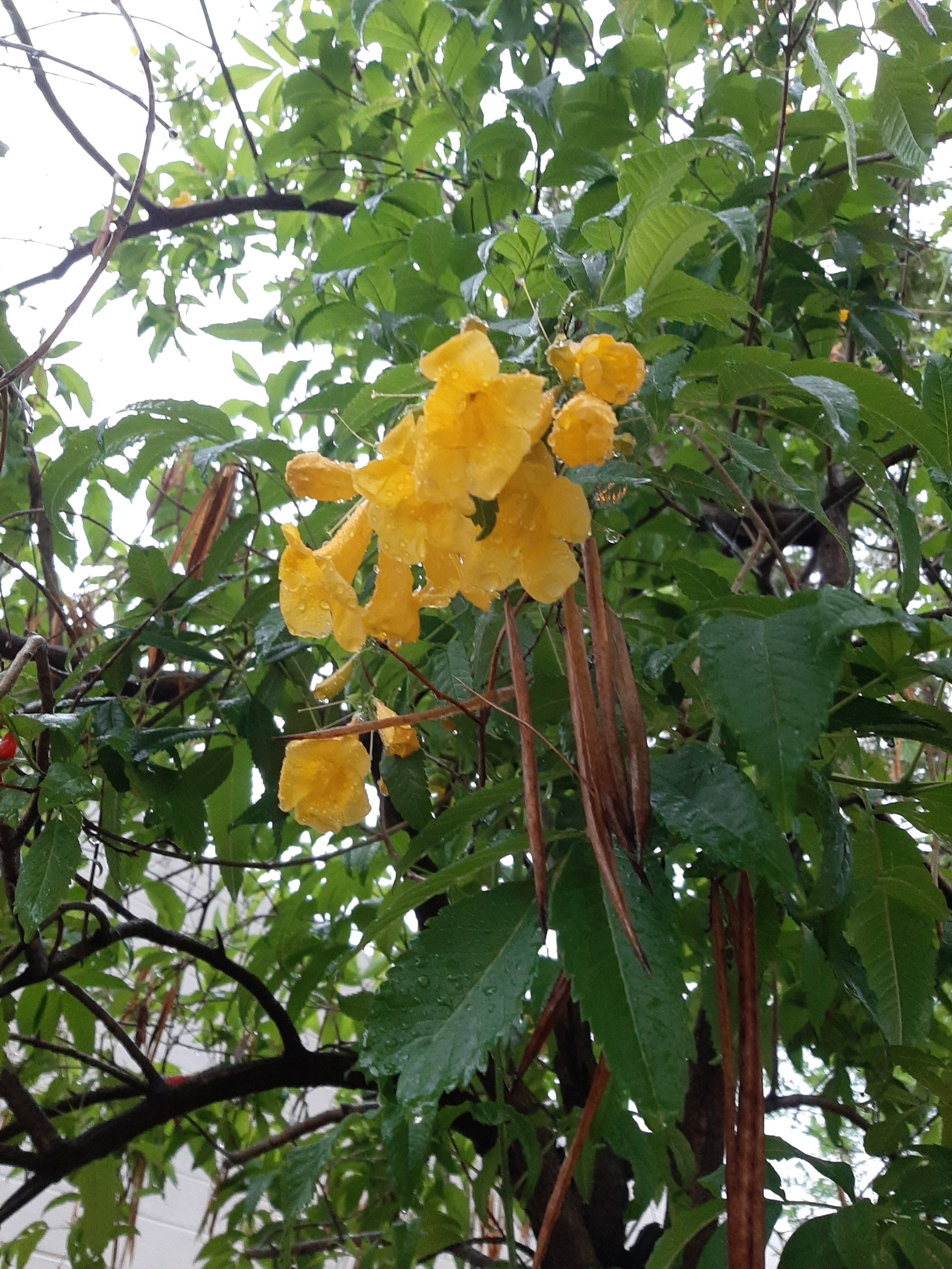 Tecoma stans