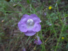 Agalinis strictifolia