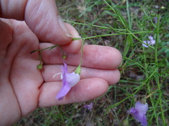 Agalinis strictifolia