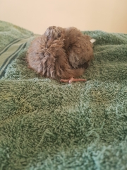 Streptopelia chinensis