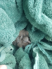 Streptopelia chinensis