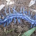 Blue-Legged Centipede - Photo (c) Rogelio Quinatoa, some rights reserved (CC BY-NC)