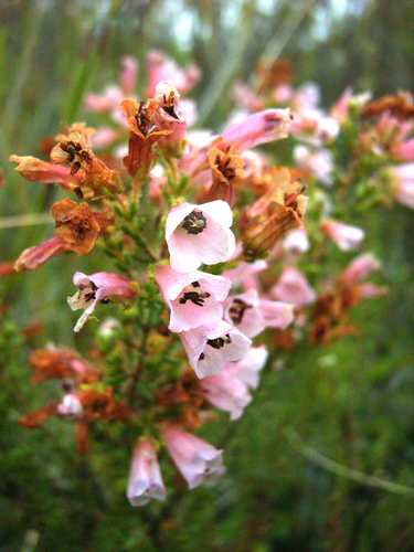 Glandular Heath (Erica glandulosa)