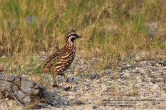 Colinus nigrogularis