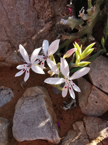 Image of Lapeirousia fabricii by no rights reserved