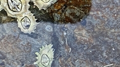 Chthamalus dentatus