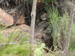 Aspalathus teres teres