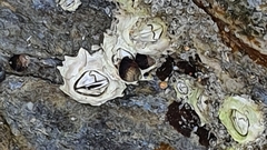 Chthamalus dentatus