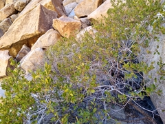 Rhus kearneyi